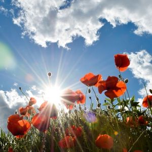 Meet your Posher, Araba